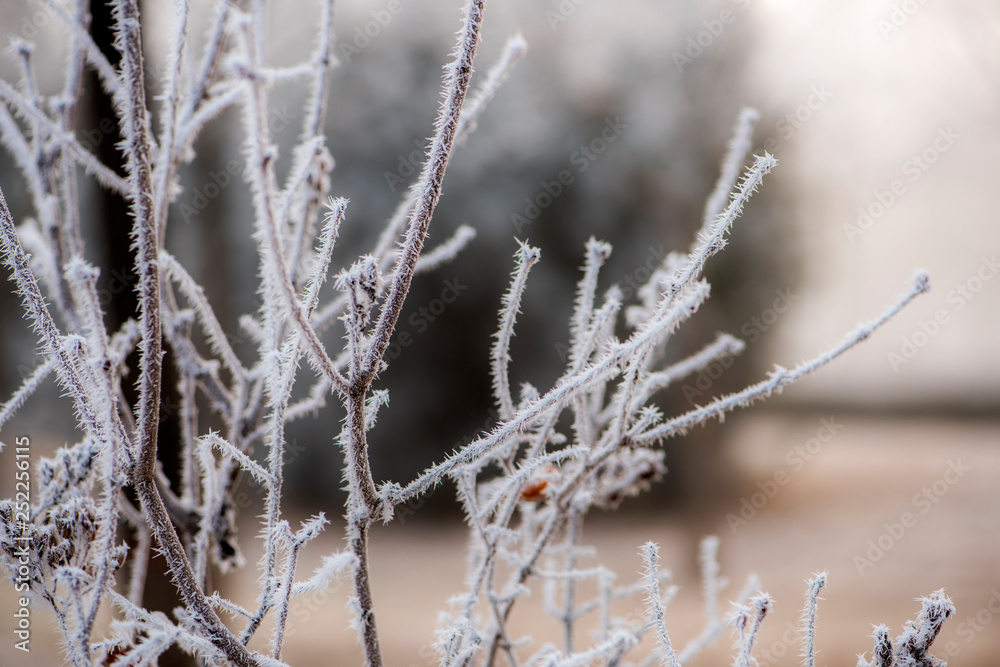 Fog on Wild Plants in Foggy Winter Fog on Wild Plants in Foggy Winter