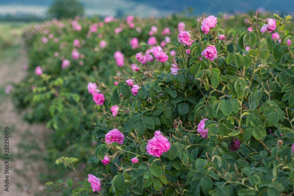 Rosa damascena, known as the Damask rose - pink, oil-bearing, flowering, deciduous shrub plant in a agricultural field. Bulgaria,  the Valley of Roses. Cultural tourism. Close up view.