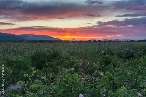 Agricultural field of fresh pink roses (Rosa damascena, Damask rose) for perfumes and rose oil in garden on a bush and wheat during spring just before fiery sunrise. Landscape of the rose valley.