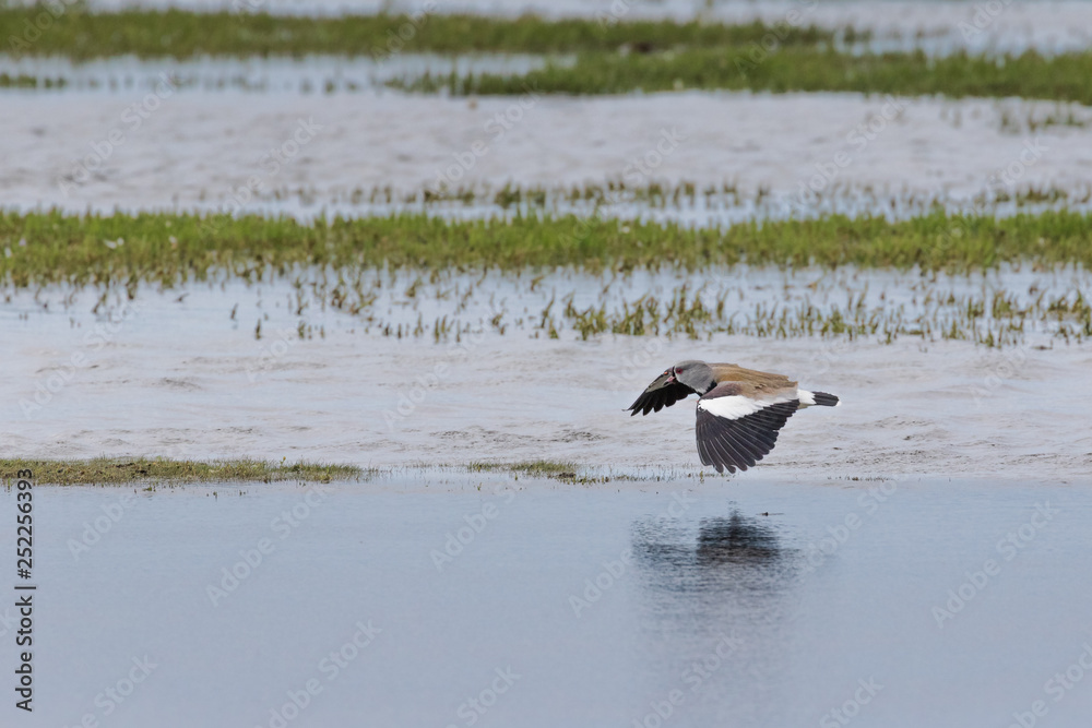 Bird skimming along a marsh in El Calafate Argentina Bird skimming along a marsh in El Calafate Argentina