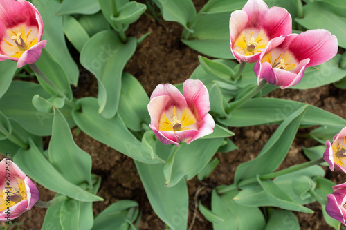 tulip blossoms in garden