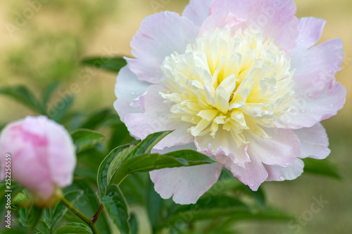 Pink peony flower head in garden with green