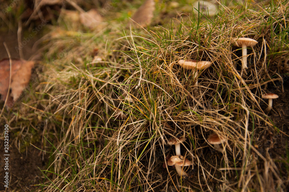 Mushroom in dry grass