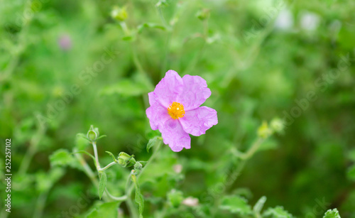 spring blossom in garden