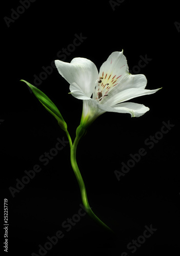 Bright alstroemeria flower on a black background.