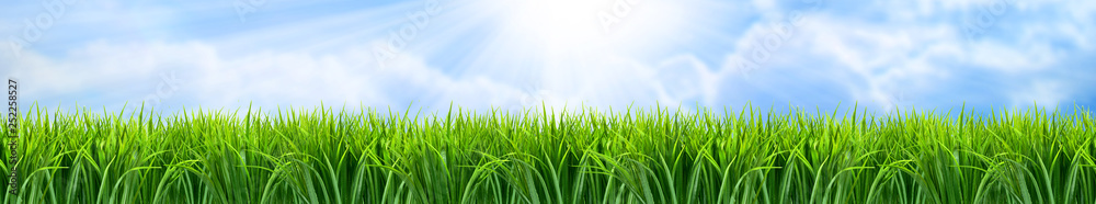 Fototapeta premium Zielona trawa panorama krajobrazu