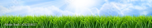 Zielona trawa panorama krajobrazu