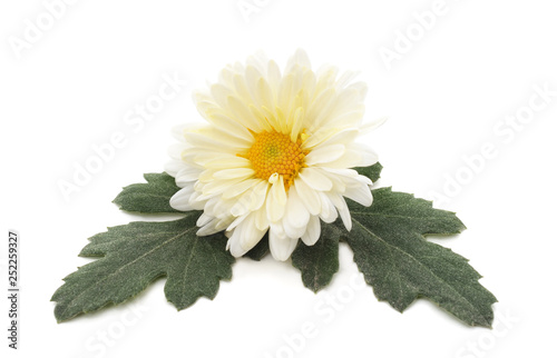 White beautiful chrysonthemum.