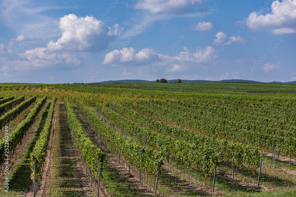 green vineyards rows landscape 
