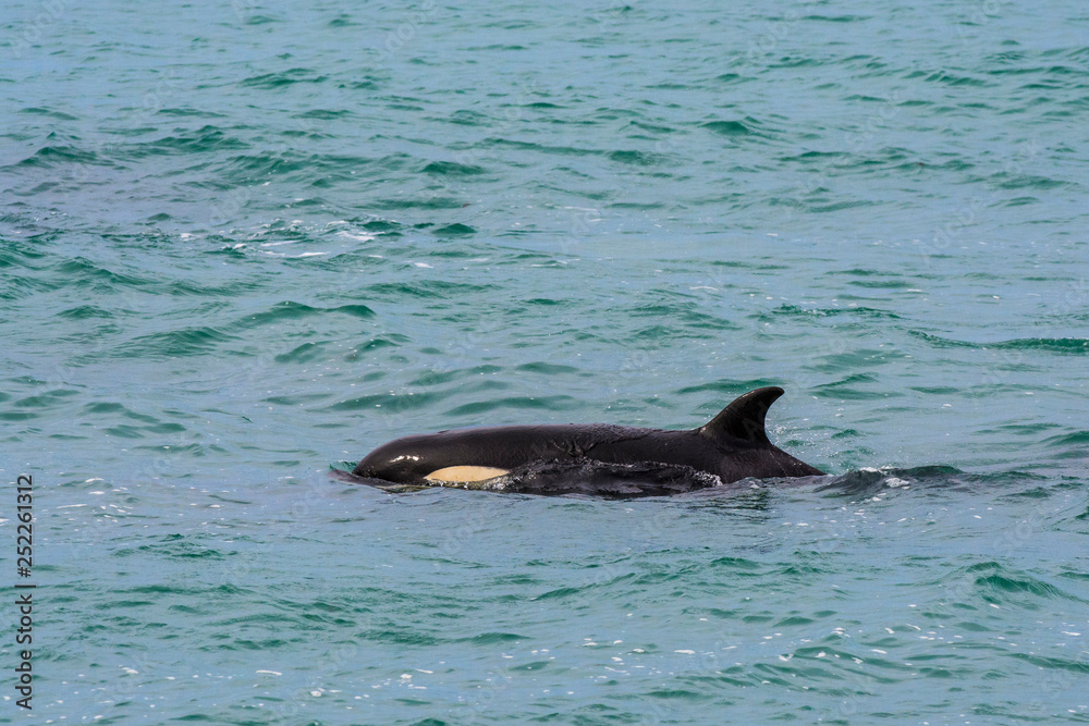 Fototapeta premium Orcas hunting sea lions, Patagonia , Argentina