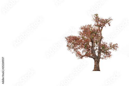 Withered tree