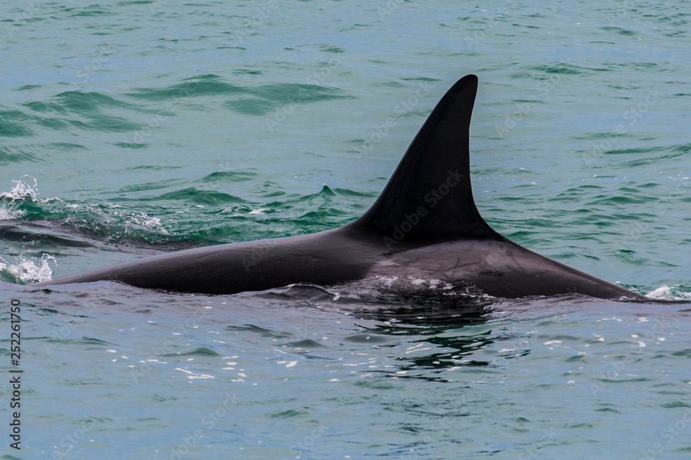 Fototapeta premium Orcas hunting sea lions, Patagonia , Argentina