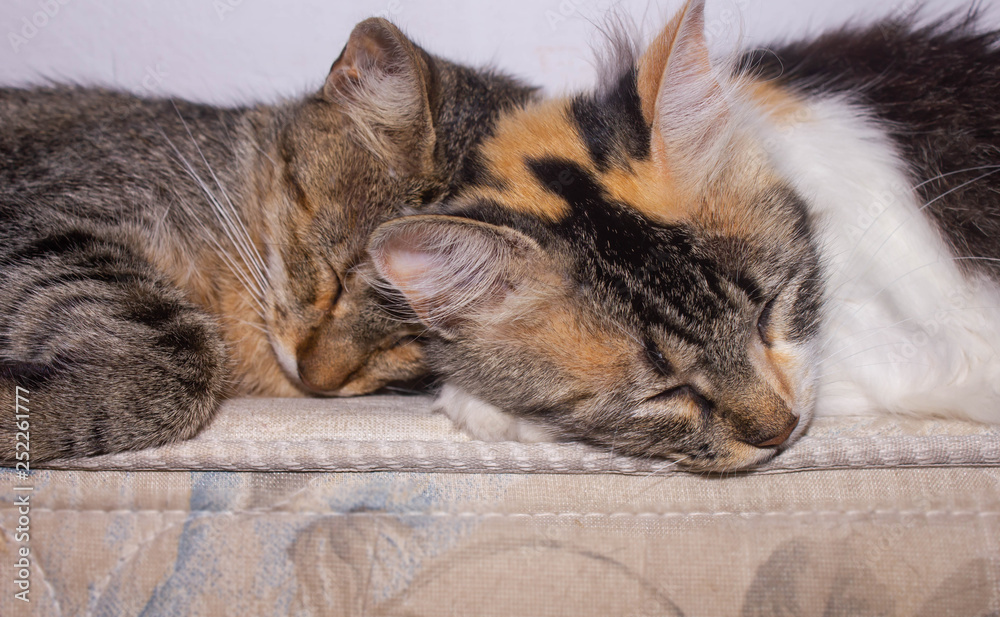 cats sleeping together. embraced. Catty love