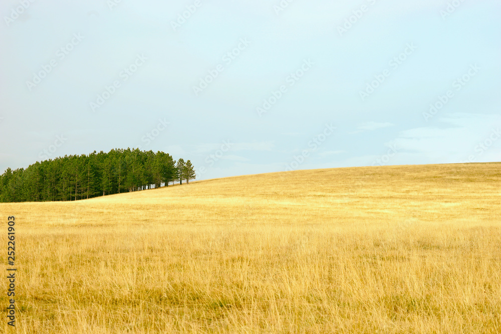 Golden fields in summer hilltops of Zlatibor mountain, Serbia / Nature park outdoors Golden fields in summer hilltops of Zlatibor mountain, Serbia / Nature park outdoors