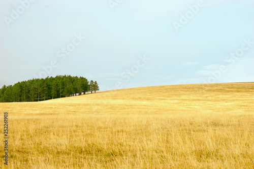 Golden fields in summer hilltops of Zlatibor mountain  Serbia   Nature park outdoors