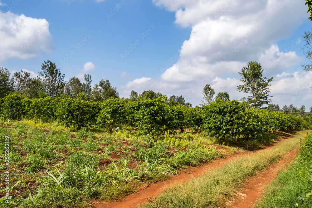 Coffee tree shrub field in the countryside