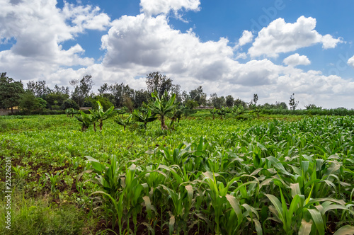 Maize and banana field in the countryside