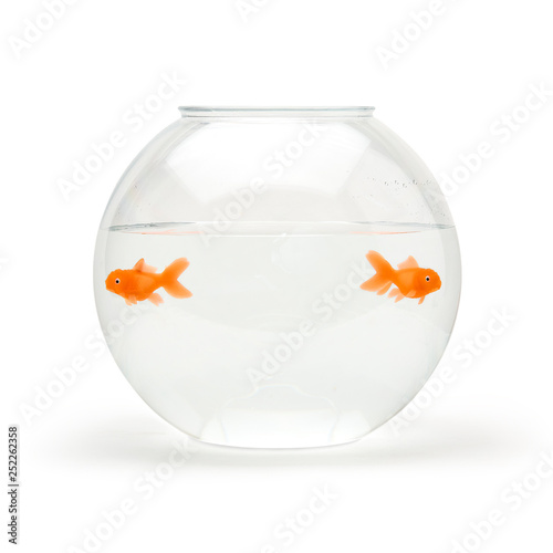 Two goldfish in a bowl photo