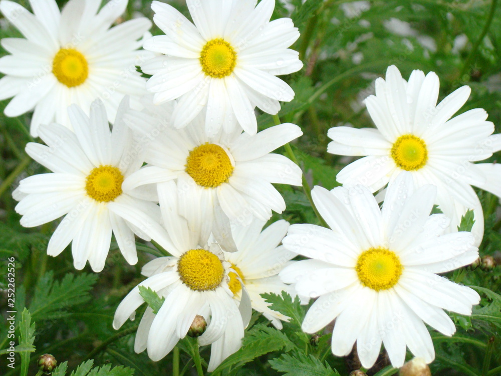 Fototapeta premium daisies on green background