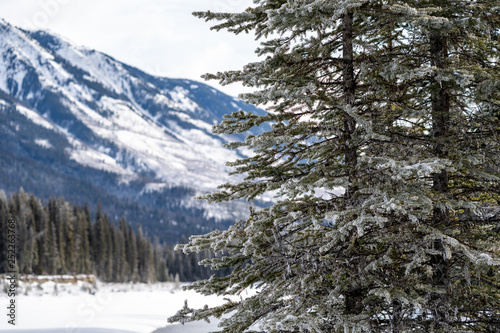 Pine tree with ice and snow covered needles with the Canadian Rockies intentionally blurred in background. Copy space available, taken in Kootenay National Park