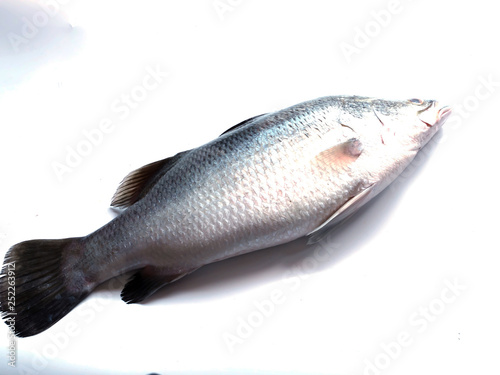Snapper fish isolated on white background .