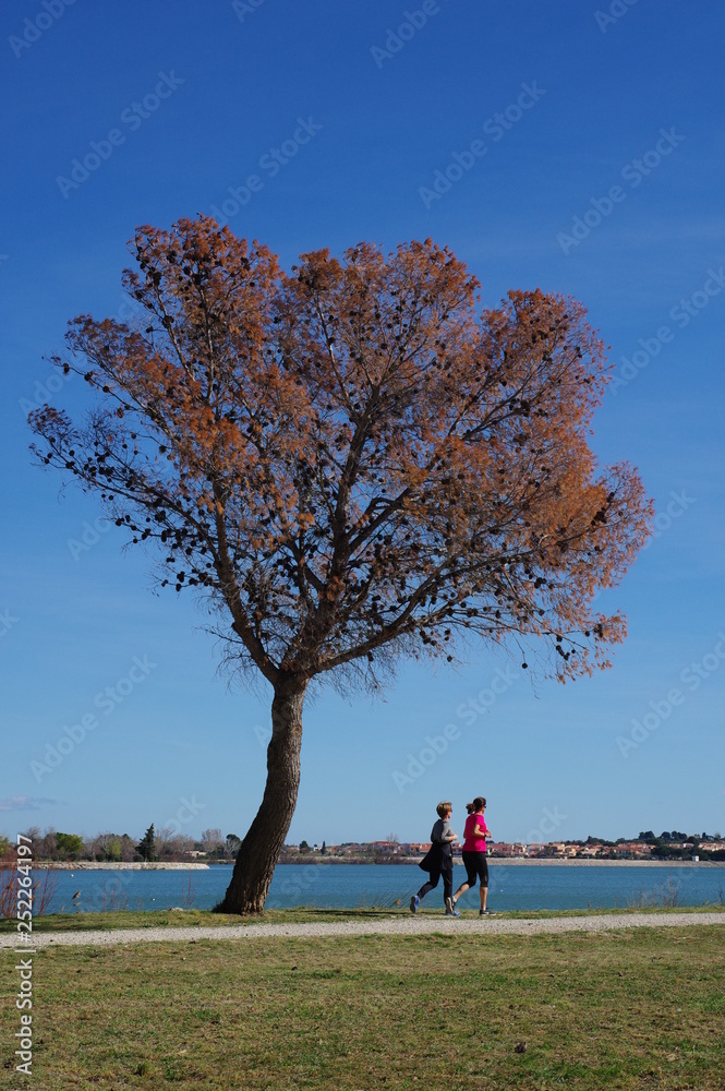 deux amies courent ensemble le long du lac avec un arbre deux amies courent ensemble le long du lac avec un arbre