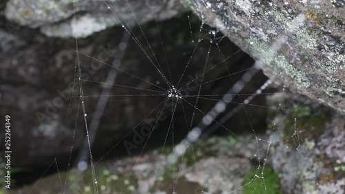 spider web cobwebs beside streams water photo