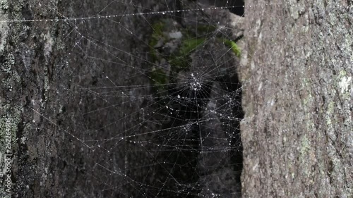 spider web cobwebs beside streams water photo