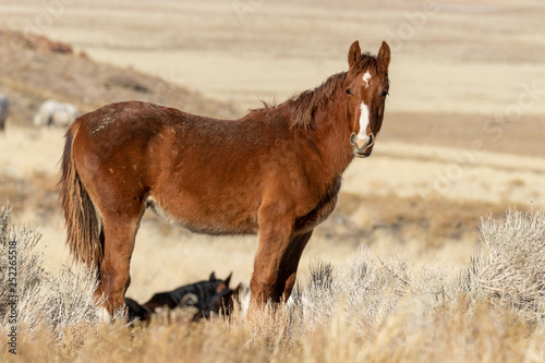 Majestic Wild Horse in Utah in Winter