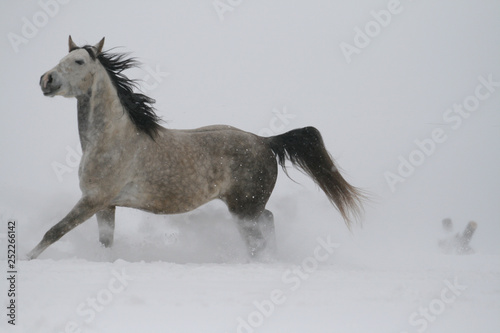 arab horse on a snow slope  hill  in winter