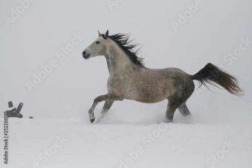 arab horse on a snow slope (hill) in winter
