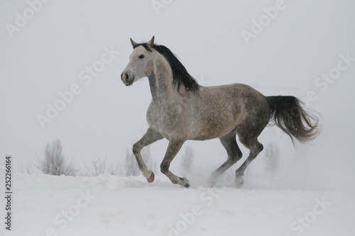 arab horse on a snow slope  hill  in winter