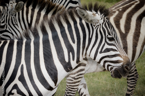 Closeup of Zebra in the wild