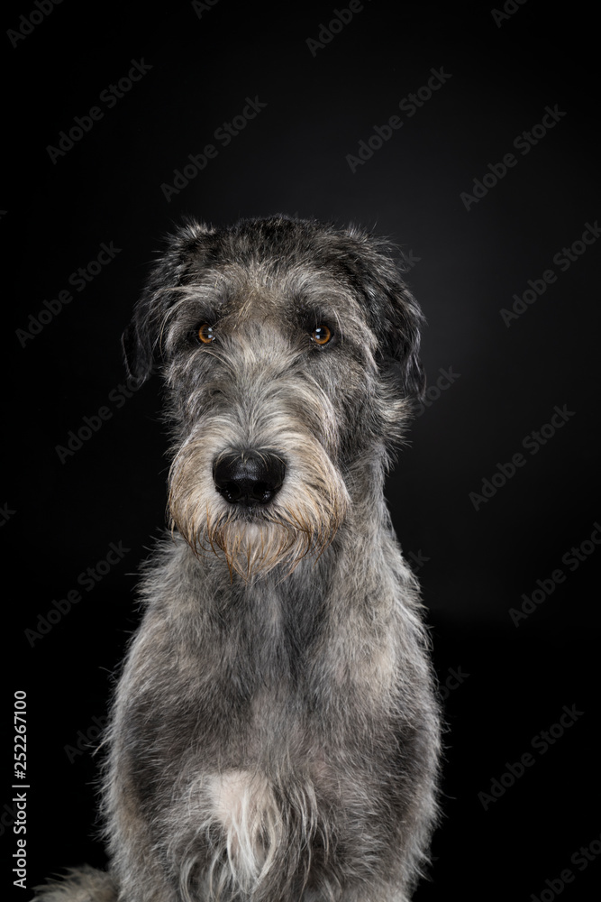 Grey large Irish wolfhound dog sitting looking at camera black background