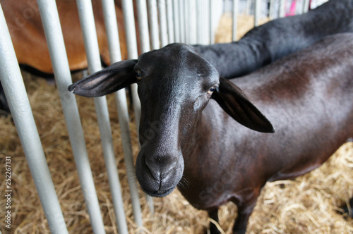 Goats from selected breeds livestock are placed in the cages to sell to breeders.