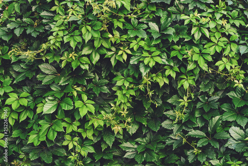 Hedge of big green leaves in spring. Green fence of parthenocissus henryana. Natural background of girlish grapes. Floral texture of parthenocissus inserta. Rich greenery. Plants in botanical garden. photo
