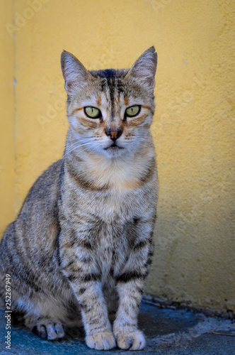 Dziki kot dachowiec żyjący na ulicach włoskiego miasteczka. Portret kota na żółtym tle 