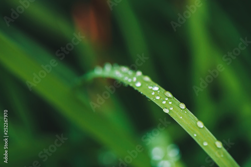 Beautiful vivid shiny green grass with dew drops close-up with copy space. Pure, pleasant, nice greenery with rain drops in sunlight in macro. Background from green textured plants in rain weather. © Daniil