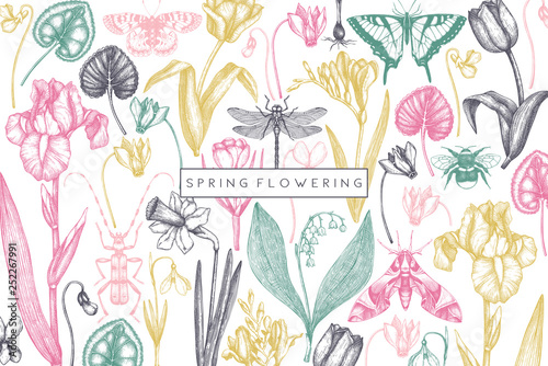 Spring flowers background. Floral invitation, greeting card design. Hand drawn insects illustrations. Botanical drawings of tulips, crocus, freesia, iris, narcissus, snowdrops, cyclamen. Vintage art