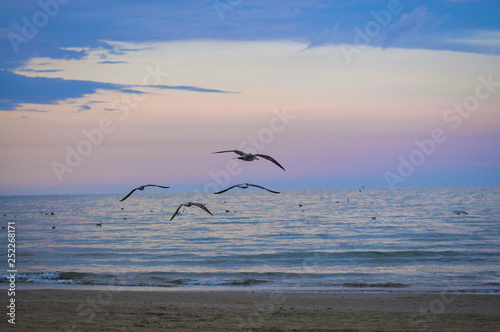 Cztery mewy nad morzem lecą w stronę zachodzącego słońca