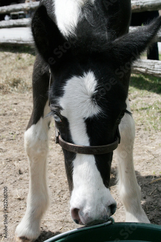Adorable black and white foal looking at the camera