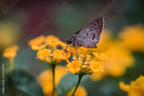 Lovely butterfly and flower