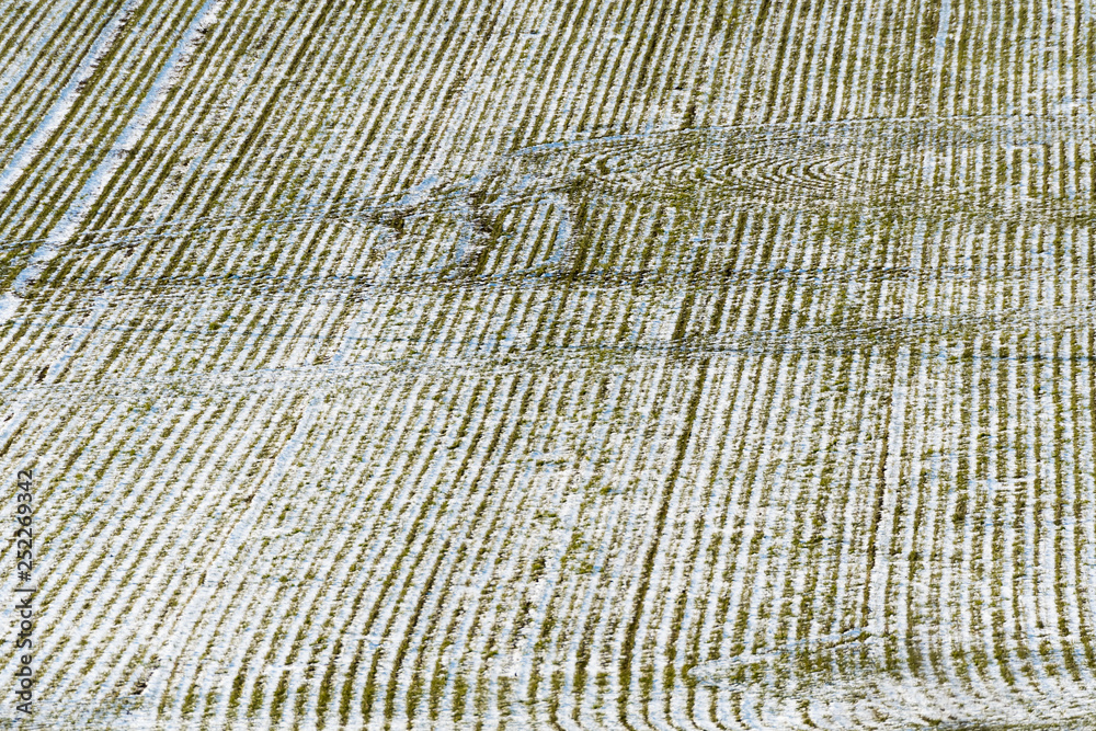 Fototapeta premium Cornfield from high perspective in winter
