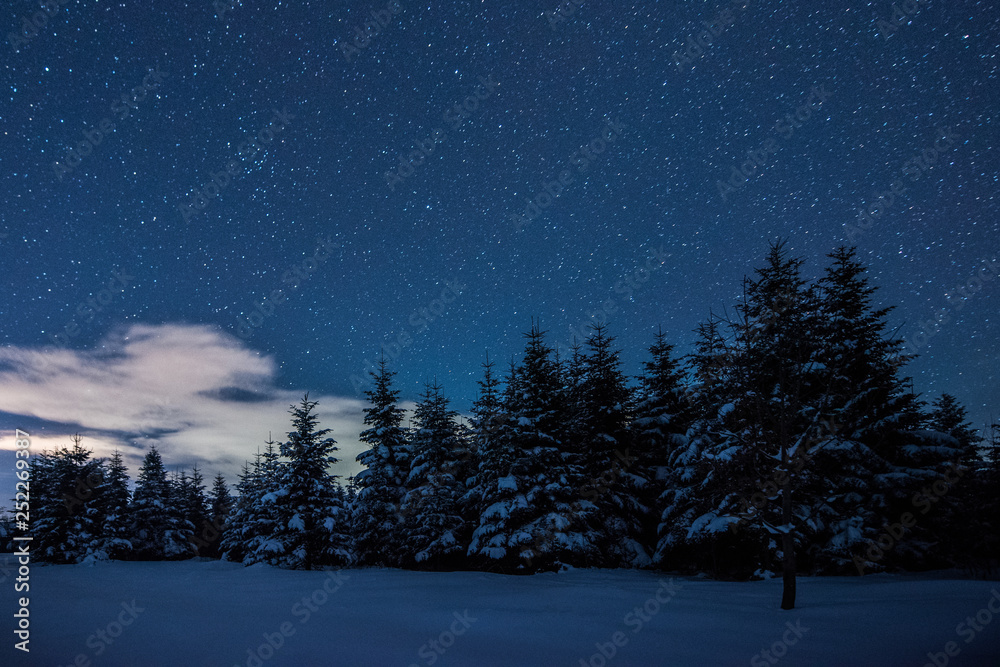 starry dark sky and spruces in carpathian mountains at night in winter
