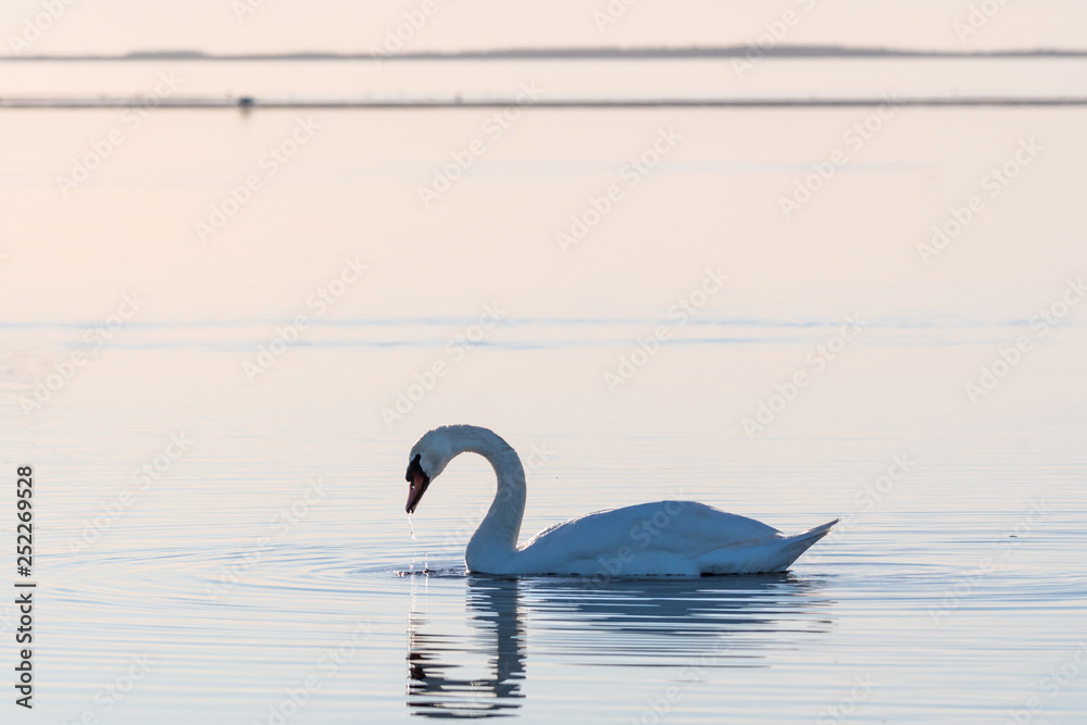 Fototapeta premium Elegant swan swimming in a calm water