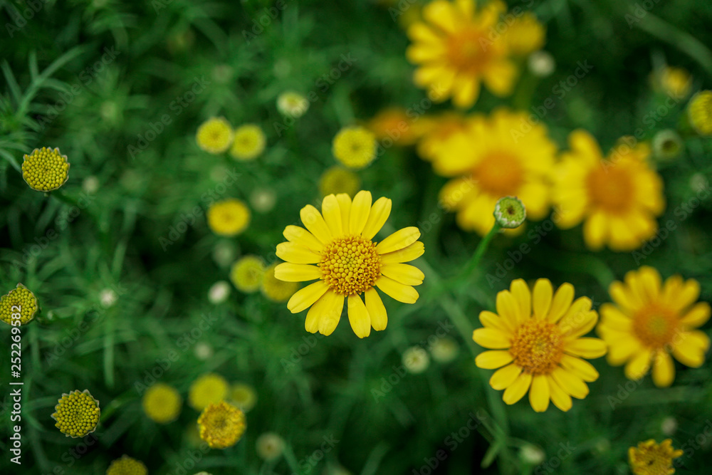 Singapore dailsy blooming in garden beautiful background. Singapore dailsy blooming in garden beautiful background.