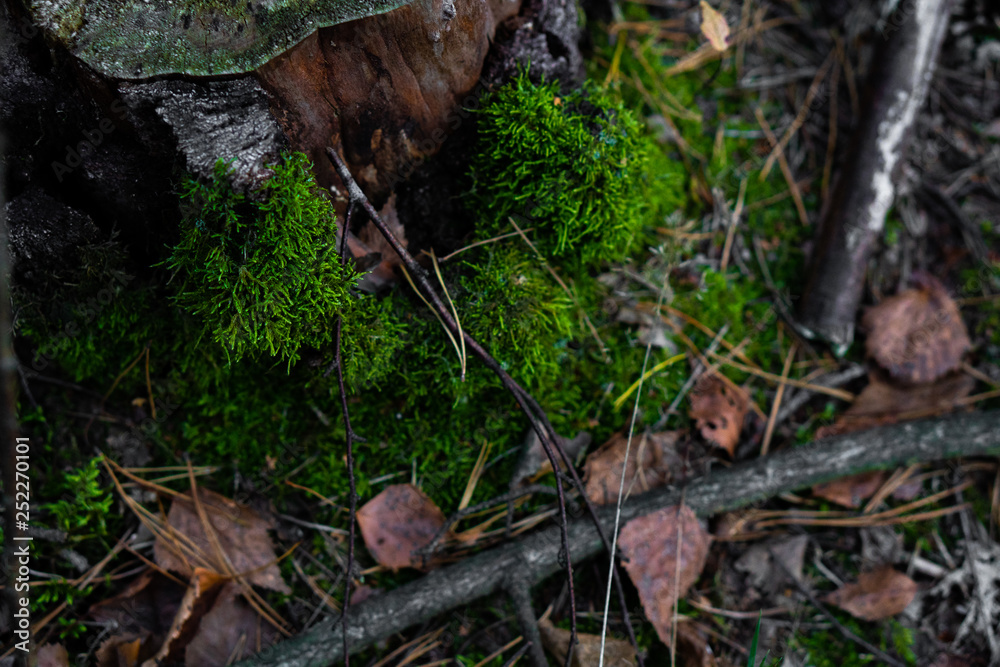 Beautiful composition of forest trunk, moss and leaves