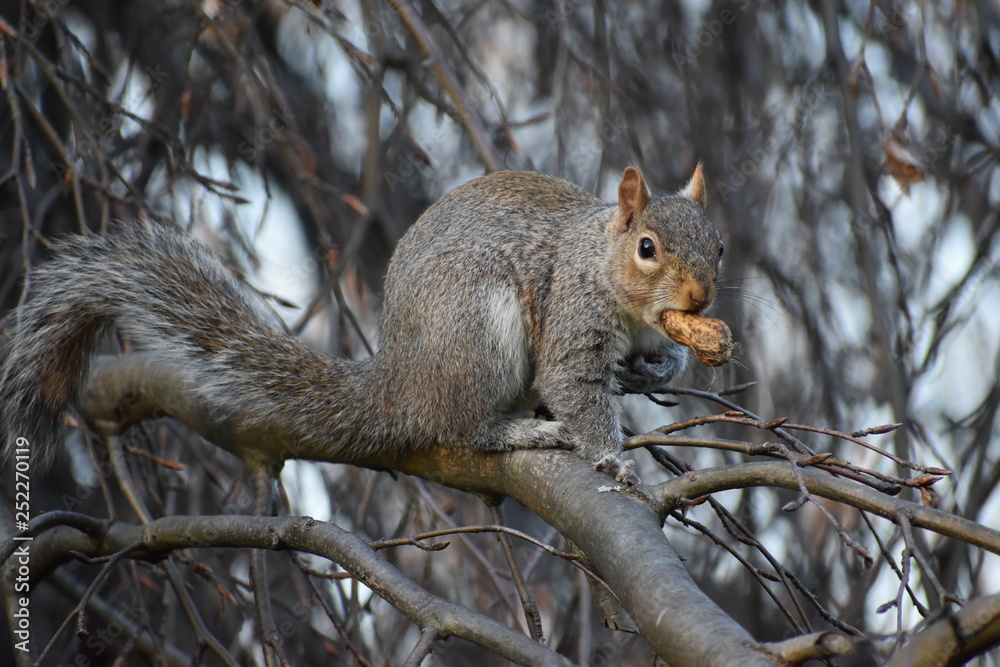 Fototapeta premium squirrel