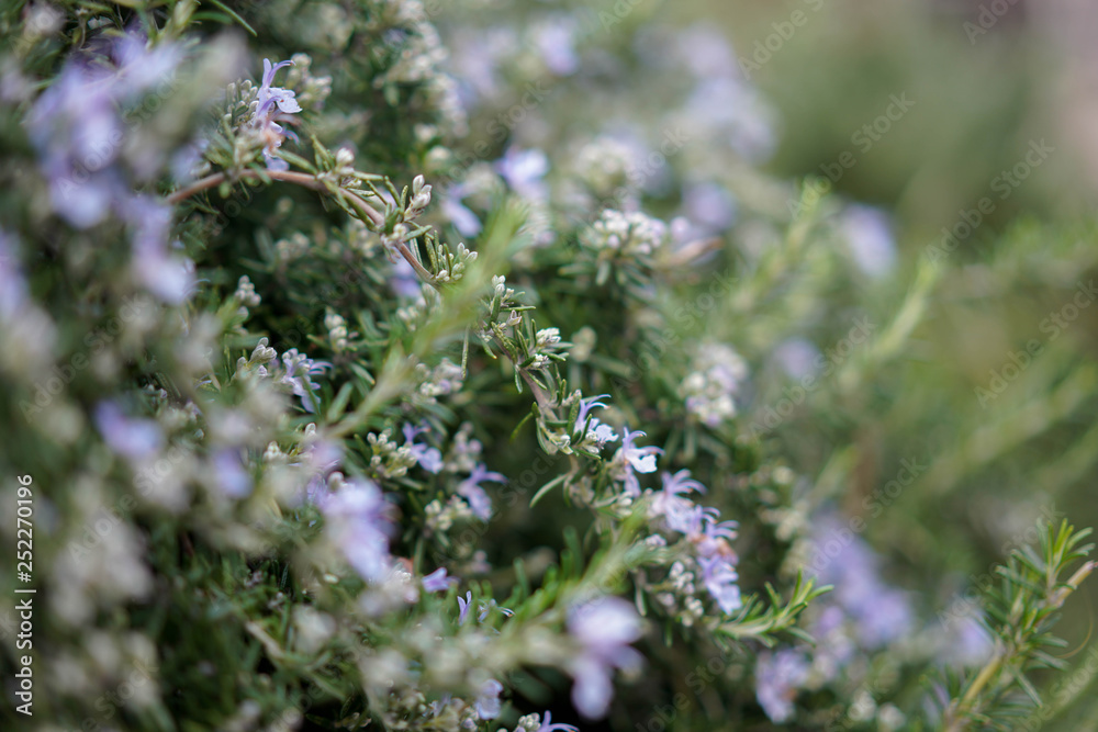flowers in the garden