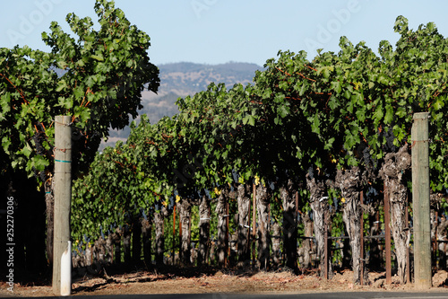 napa valley mountain with vineyard